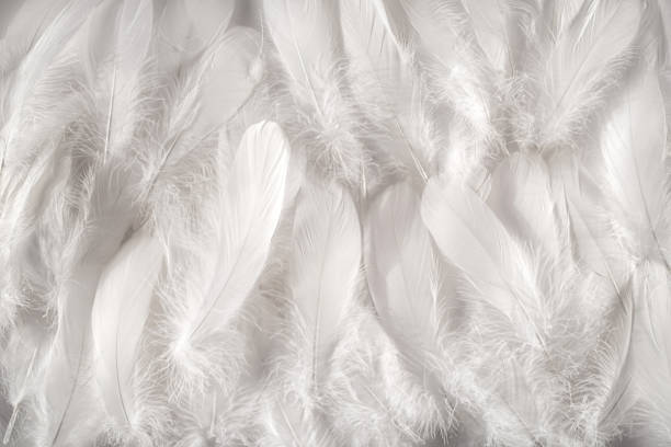 Quiénes Somos ? 6 PLUMAS DE PATO